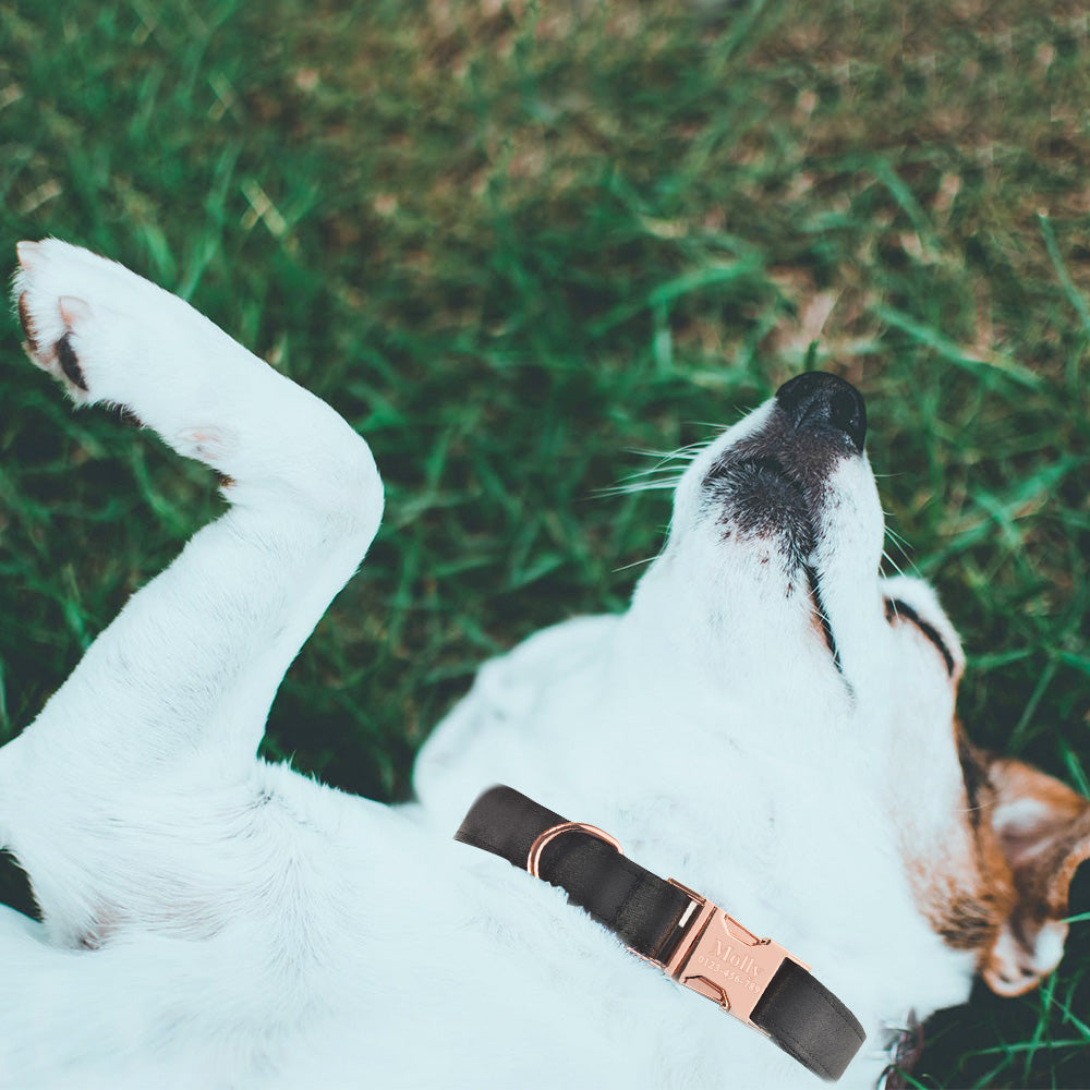 Lettering anti-lost collar famous dog collar